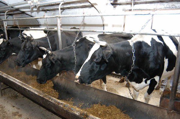 Разведения карликовых коров