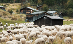 Овцеводство как выгодный бизнес: советы начинающему фермеру