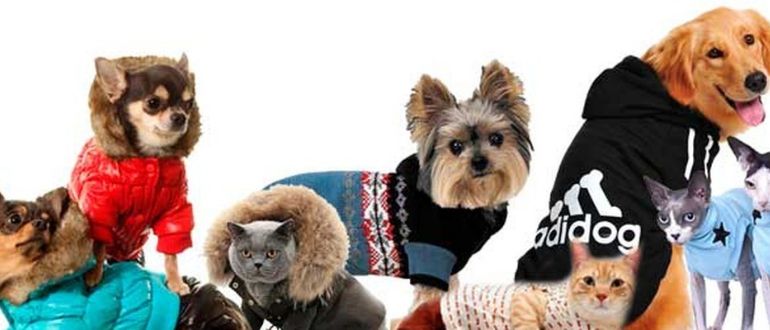 Одежда для кошек и собак