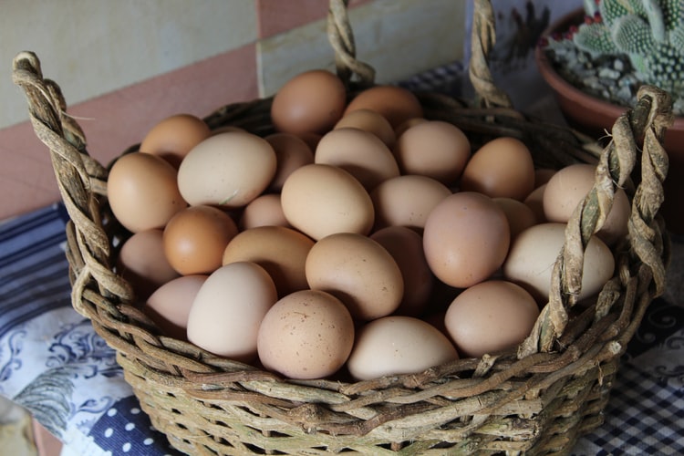 Выращивание кур на яйцо