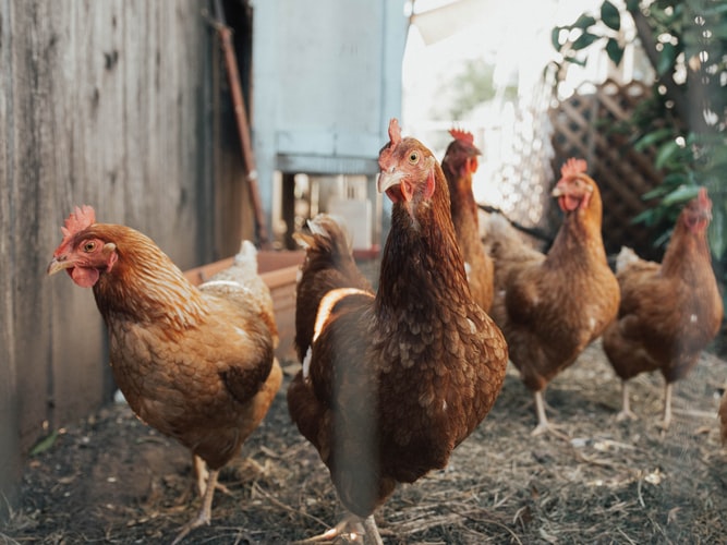 Бизнес на яйцах – породы кур
