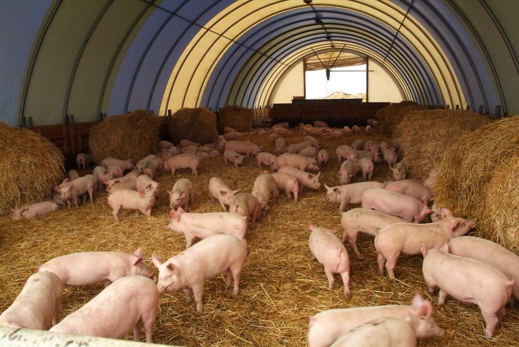 Бизнес план для фермы свиней